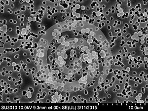 Staphylococcus aureus on a membrane