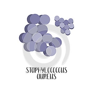 Staphylococcus Aureus, pathogen. Spherical, gram-positive bacteria. Morphology. Microbiology.