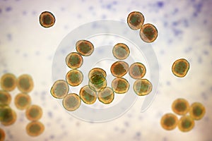 Staphylococcus bacteria, 3D illustration.