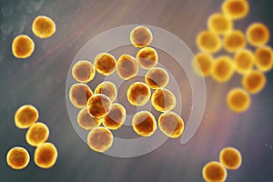 Staphylococcus bacteria, 3D illustration.