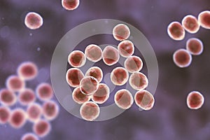 Staphylococcus bacteria, 3D illustration.