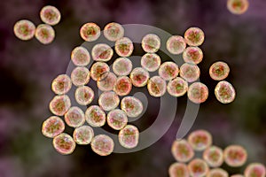 Staphylococcus bacteria, 3D illustration.