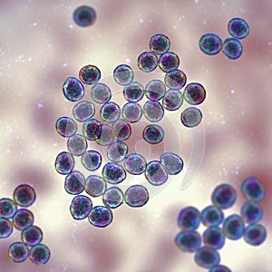 Staphylococcus bacteria, 3D illustration.