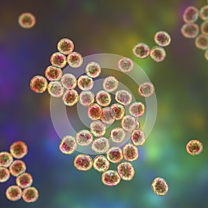 Staphylococcus bacteria, 3D illustration.