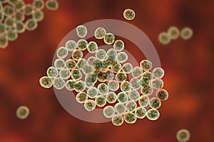 Staphylococcus bacteria, 3D illustration.