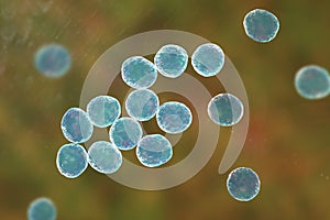 Staphylococcus bacteria, 3D illustration.
