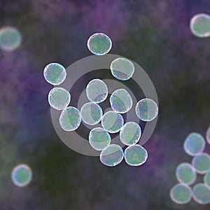 Staphylococcus bacteria, 3D illustration.