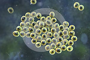 Staphylococcus bacteria, 3D illustration.