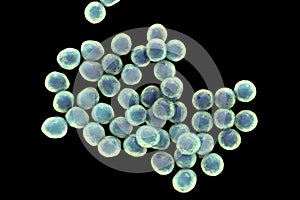 Staphylococcus bacteria, 3D illustration.