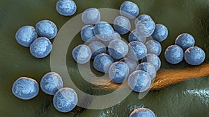 Staphylococcus lugdunensis bacteria, 3D illustration