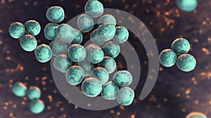 Staphylococcus lugdunensis bacteria, 3D illustration
