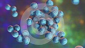 Staphylococcus lugdunensis bacteria, 3D illustration