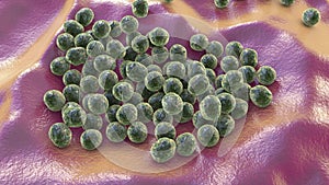Staphylococcus lugdunensis bacteria, 3D illustration photo