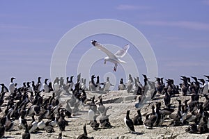 Staple Island gull and guillemots