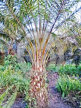 Staple palm abnormally runt