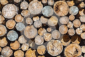 Stapled woodpile in the german forest