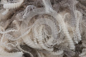 Staples of merino wool