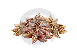 Star anise spice fruits with seeds watercolor illustration. Close up dry chinese badian spice or Illicium verum - organic healthy photo