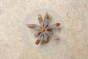 Star anise, star aniseed, badiane or Chinese star anise