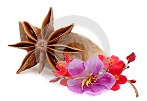 Star anise on a white background.