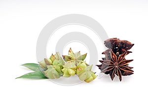 Star Anise