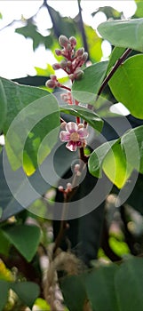 Star apple flower