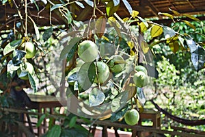 Star apple fruit