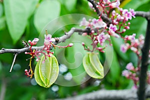 Star apple fruit with flower on the tree