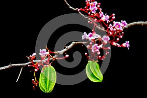 Star apple fruit hanging with flower over black background