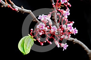 Star apple fruit hanging with flower over black background