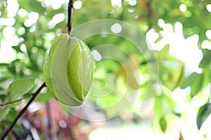Star apple fruit hanging on a tree