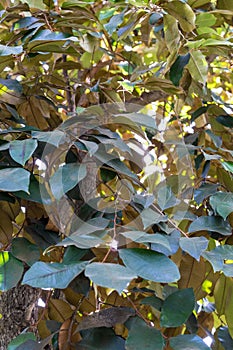 Star apple plant tree, chrysophyllum cainito sopataceae