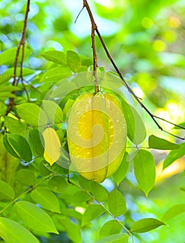 Star apples ,star fruit hang on tree