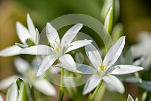 Star of Bethlehem