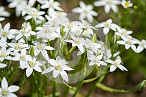 Star of Bethlehem