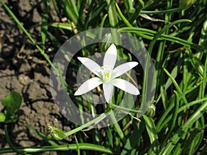 Star of Bethlehem floret