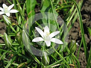 Star of Bethlehem floret