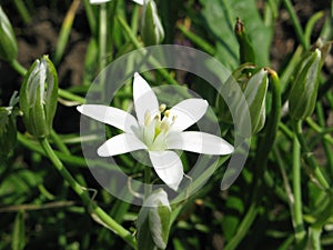 Star of Bethlehem floret