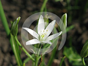 Star of Bethlehem floret