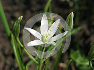 Star of Bethlehem floret