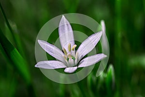 Star of Bethlehem flower in grass