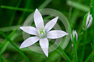 Star of Bethlehem flower in grass