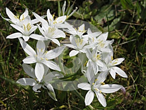 Star of Bethlehem flowers Ornithogalum umbellatum