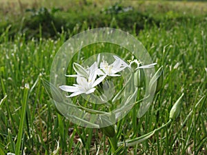 Star of Bethlehem flowers Ornithogalum umbellatum