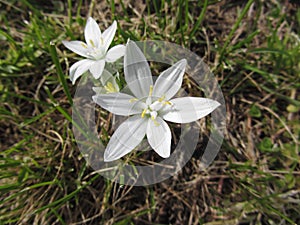 Star of Bethlehem flowers Ornithogalum umbellatum