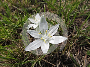 Star of Bethlehem flowers Ornithogalum umbellatum