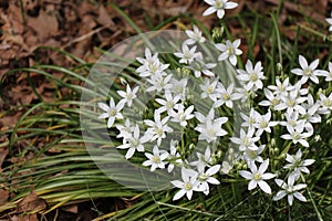 Star of Bethlehem Ornithogalum