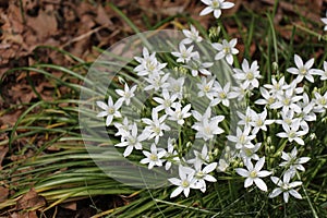 Star of Bethlehem Ornithogalum photo