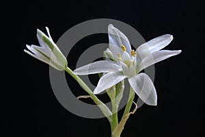 Star of Bethlehem. ornithogalum umbellatum.