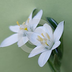 Star of Bethlehem (Ornithogalum umbellatum)